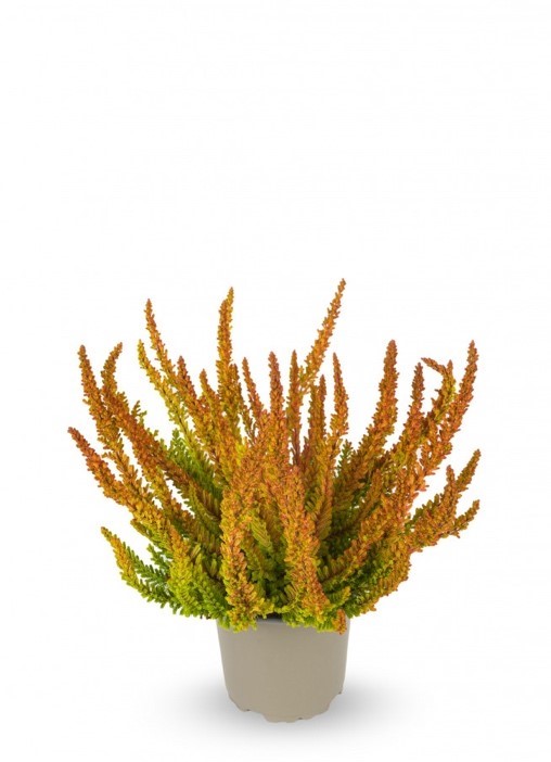 Каллуна обыкновенная Зое